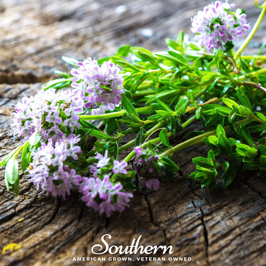 Summer Savory – 100 Seeds