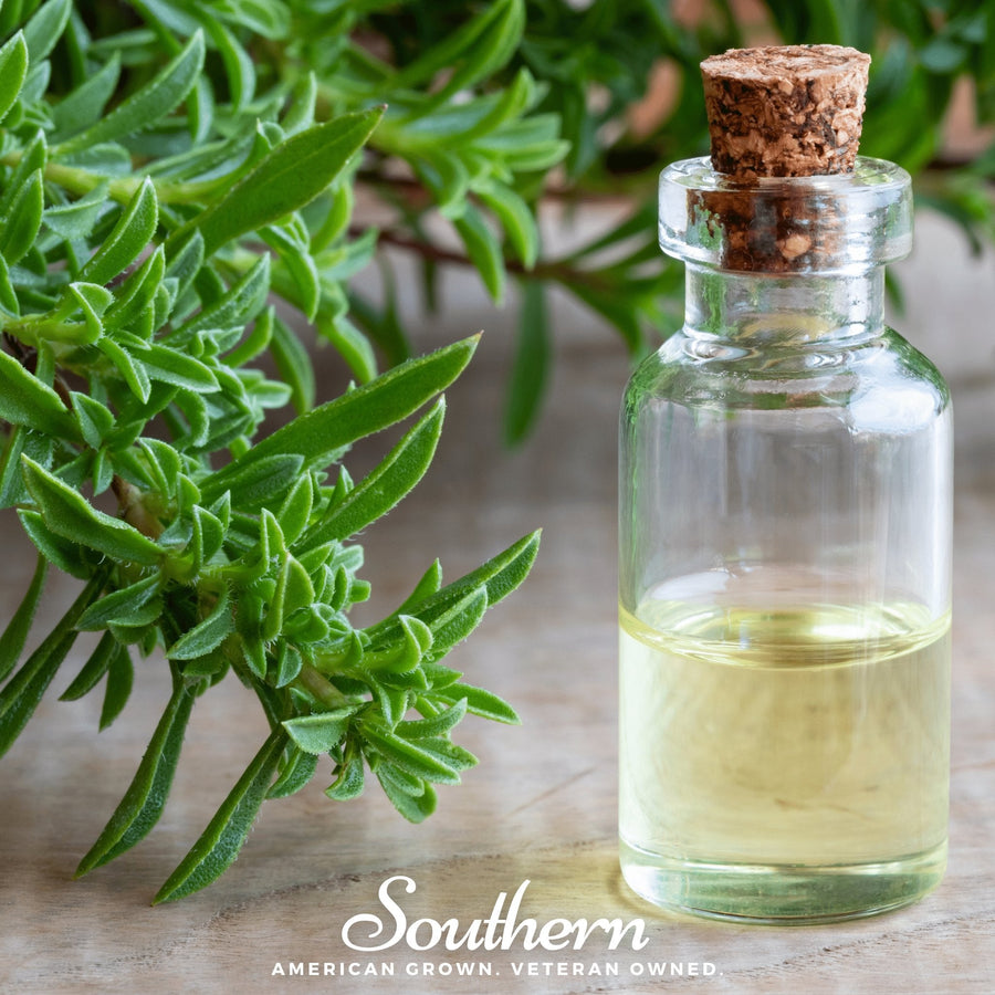 Winter Savory – 100 Seeds