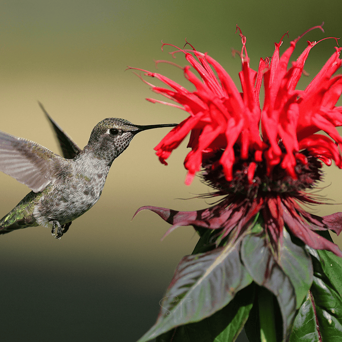 Scarlet Bee Balm – 20 Seeds