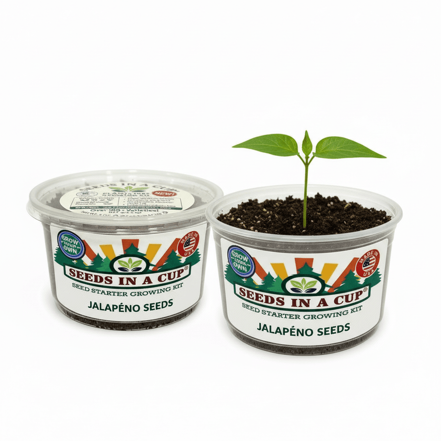Cumin Grow Kit | Seeds In A Cup®