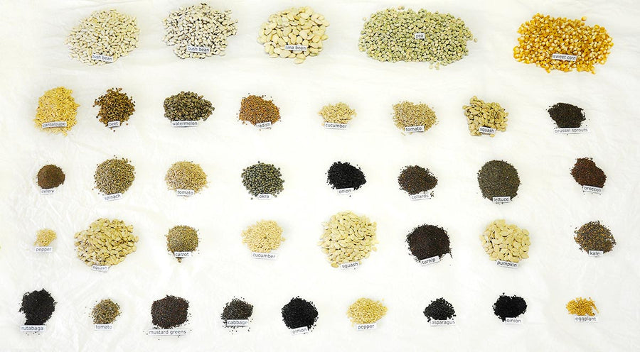 Vegetable seed varieties arranged in rows