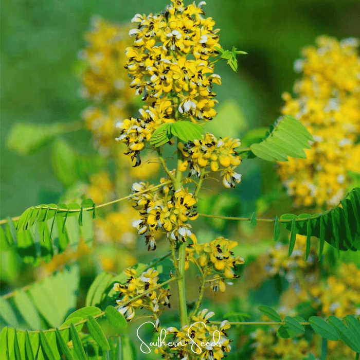 Wild Senna