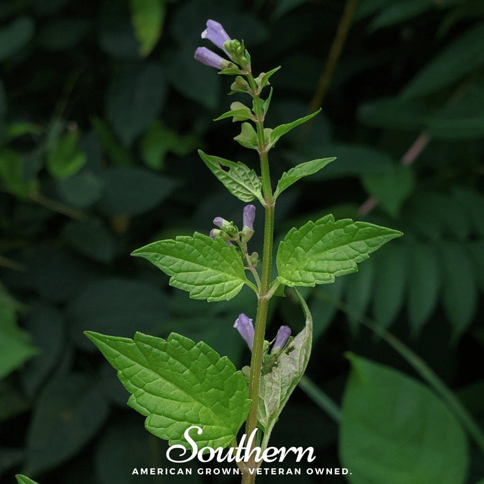 Official Mad Dog Skullcap – 50 Seeds