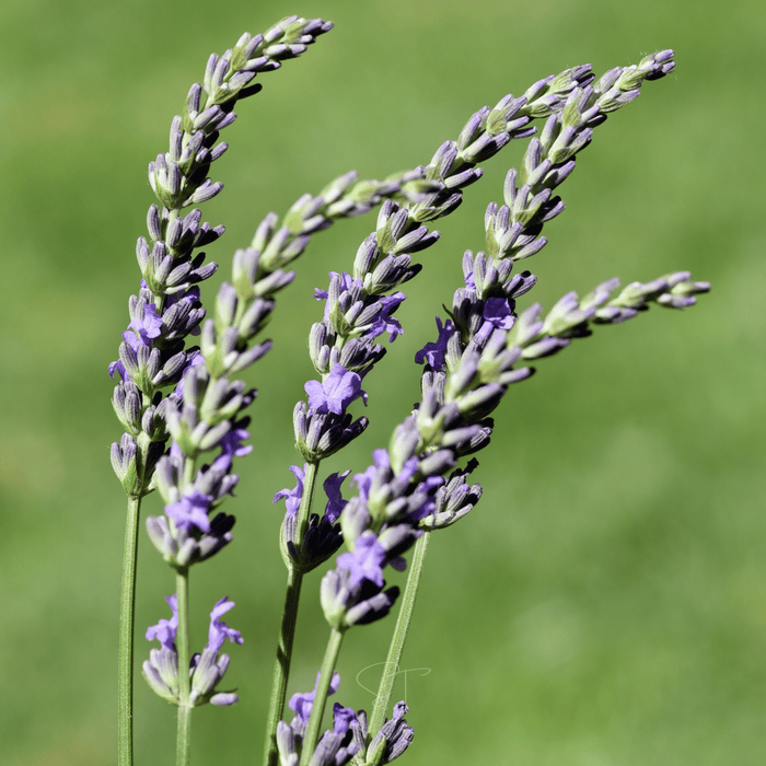Spike Lavender – 100 Seeds