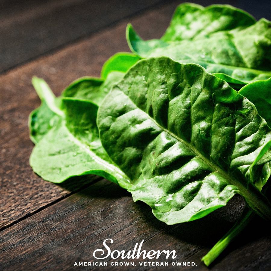 Giant Noble Spinach – 150 Seeds