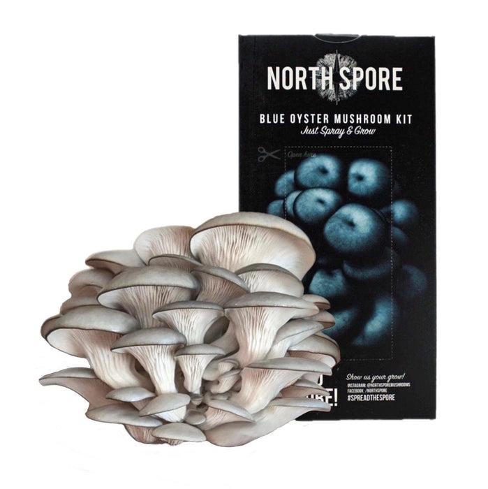 North Spore Organic Blue Oyster ‘Spray & Grow’ Mushroom Growing Kit by Farm2Me