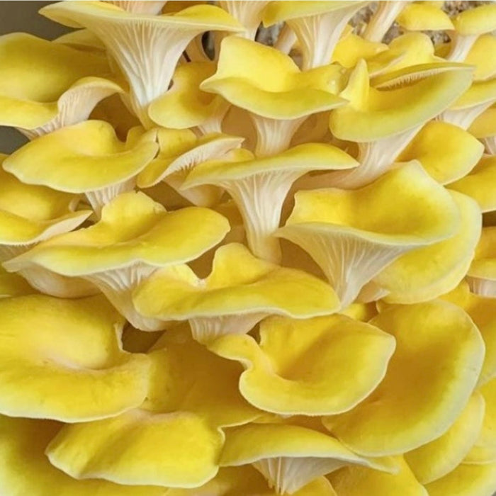 North Spore Organic Golden Oyster ‘Spray & Grow’ Mushroom Growing Kit by Farm2Me