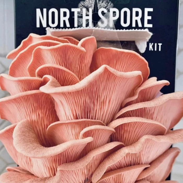 North Spore Organic Pink Oyster ‘Spray & Grow’ Mushroom Growing Kit by Farm2Me