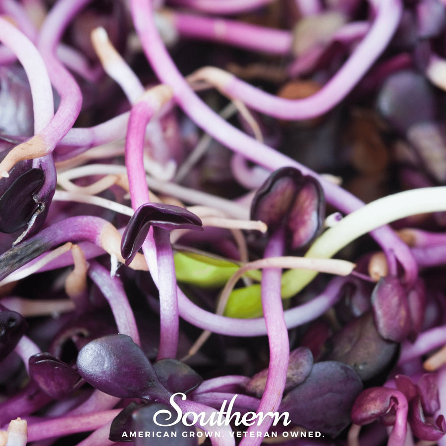 Rambo Purple Sprout – 100 Seeds