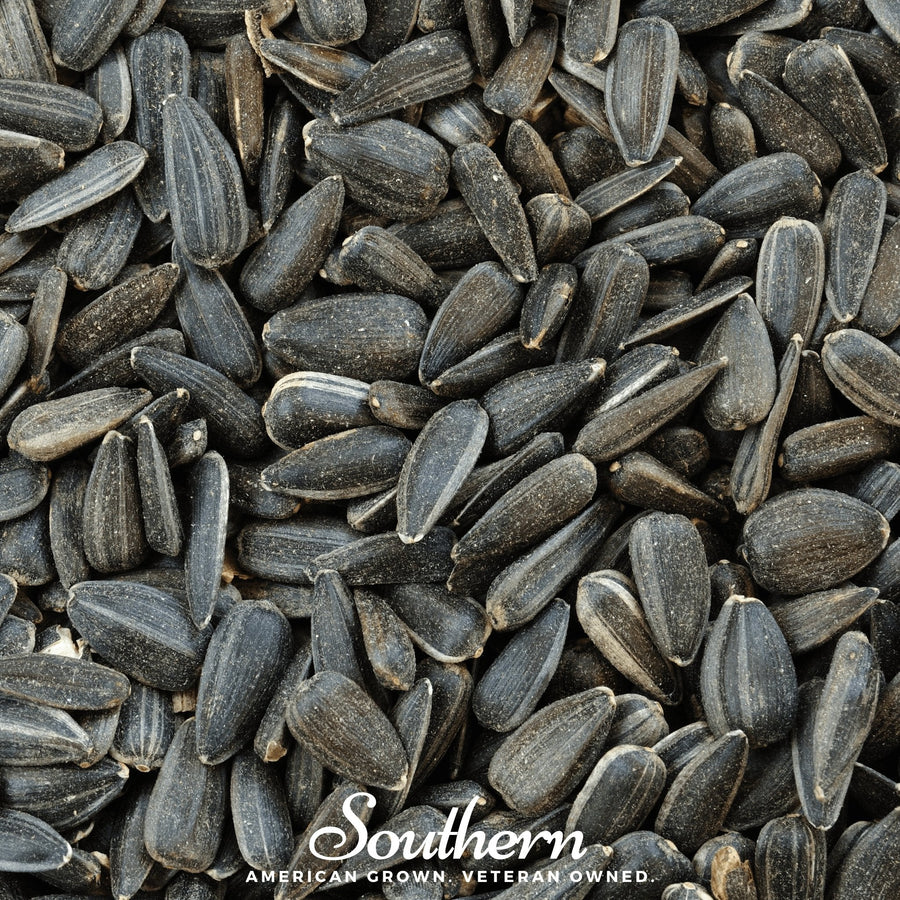 Black Oil Sunflower Sprout – 500 Seeds
