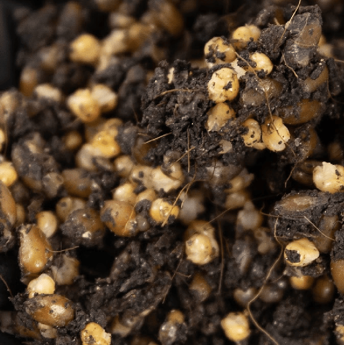 North Spore 'ShroomTek' All-In-One Mushroom Grow Bag by Farm2Me