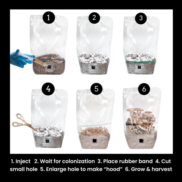 North Spore 'ShroomTek' All-In-One Mushroom Grow Bag by Farm2Me