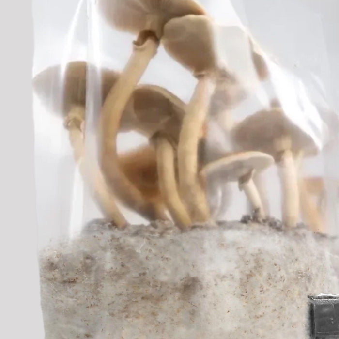 North Spore 'ShroomTek' All-In-One Mushroom Grow Bag by Farm2Me