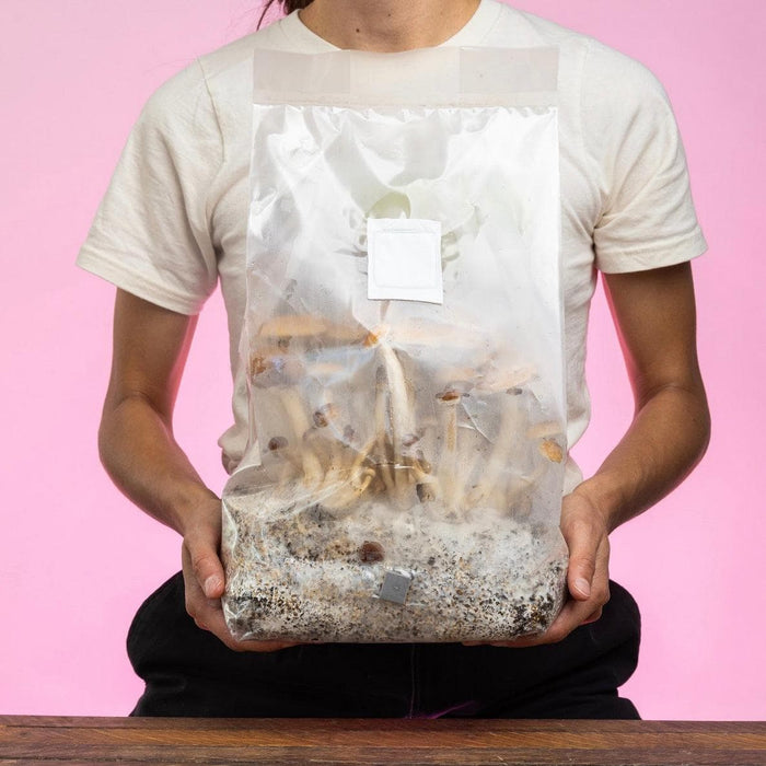 North Spore 'ShroomTek' All-In-One Mushroom Grow Bag by Farm2Me