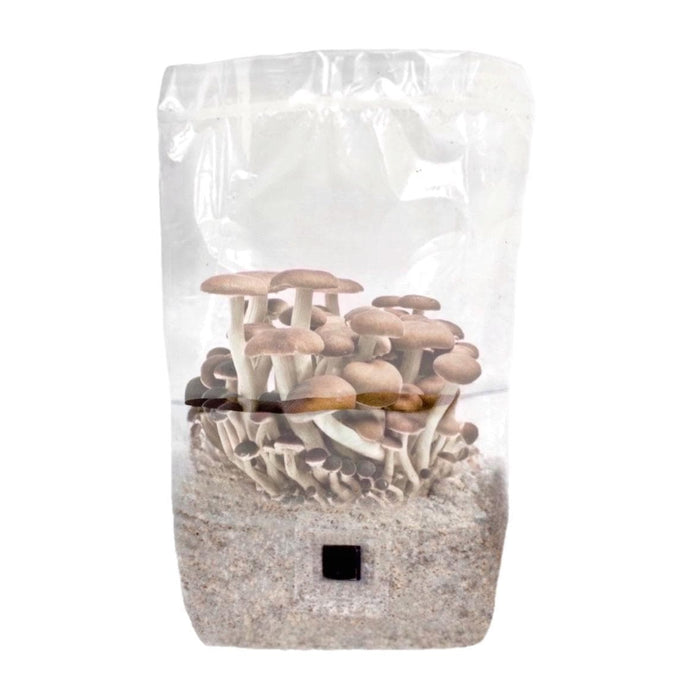 North Spore 'ShroomTek' All-In-One Mushroom Grow Bag by Farm2Me