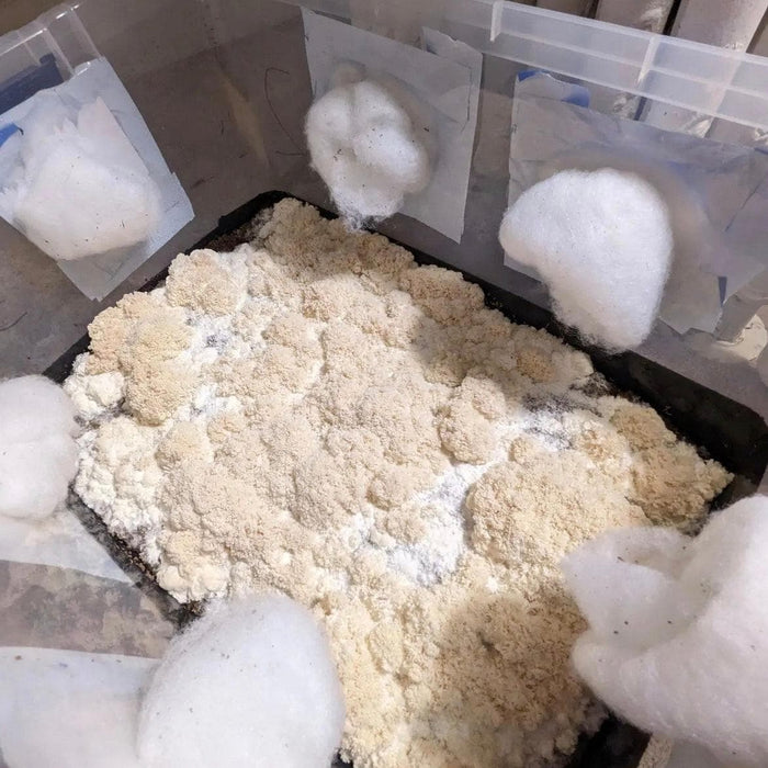 North Spore ‘Wood Lovr’ Organic Hardwood-Based Sterile Mushroom Substrate by Farm2Me