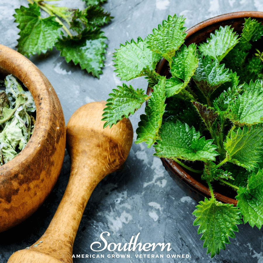 Stinging Nettle – 100 Seeds