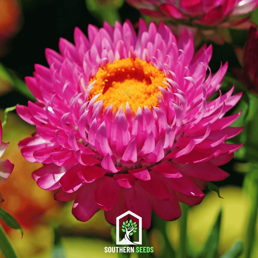 Purple-Red Strawflower – 100 Seeds