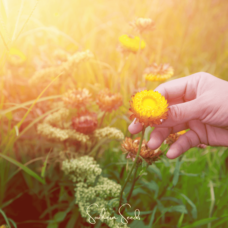 Yellow Strawflower – 100 Seeds