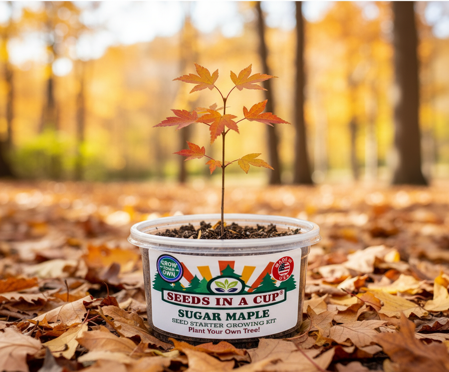 Sugar Maple Tree Grow Kit | Grow Acer saccharum From Seed | Made in USA