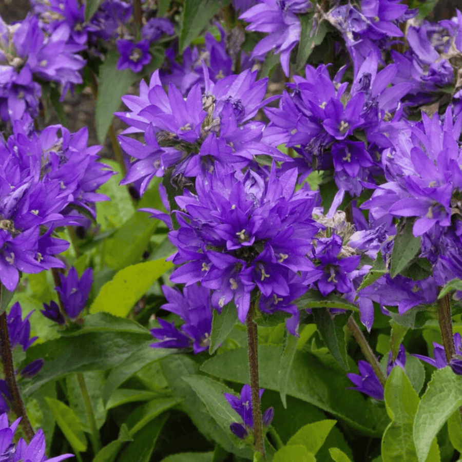 Superba Bellflower – 50 Seeds
