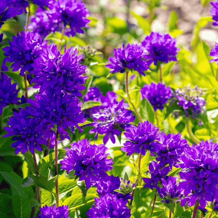 Superba Bellflower – 50 Seeds