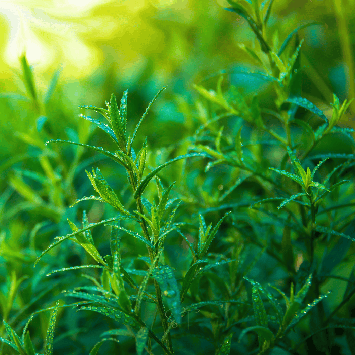 Tarragon – 300 Seeds