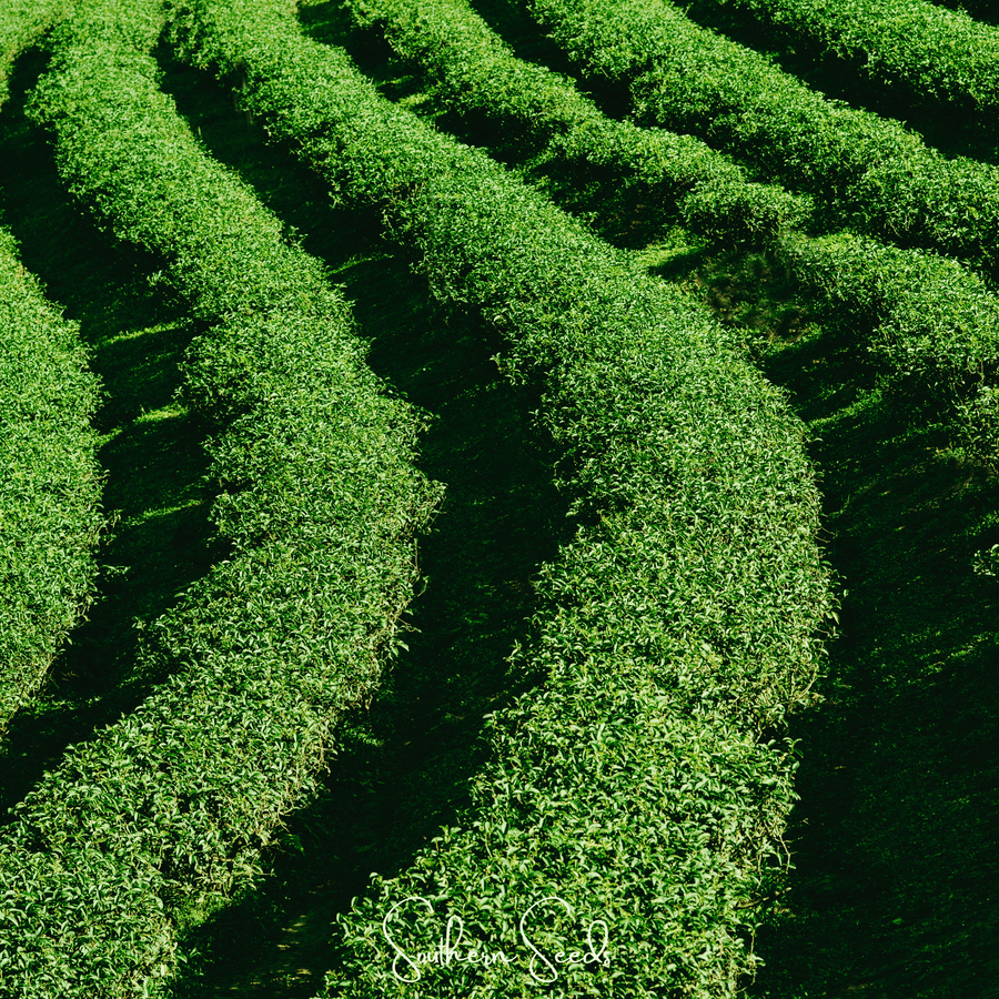 Tea Plant - 5 Seeds