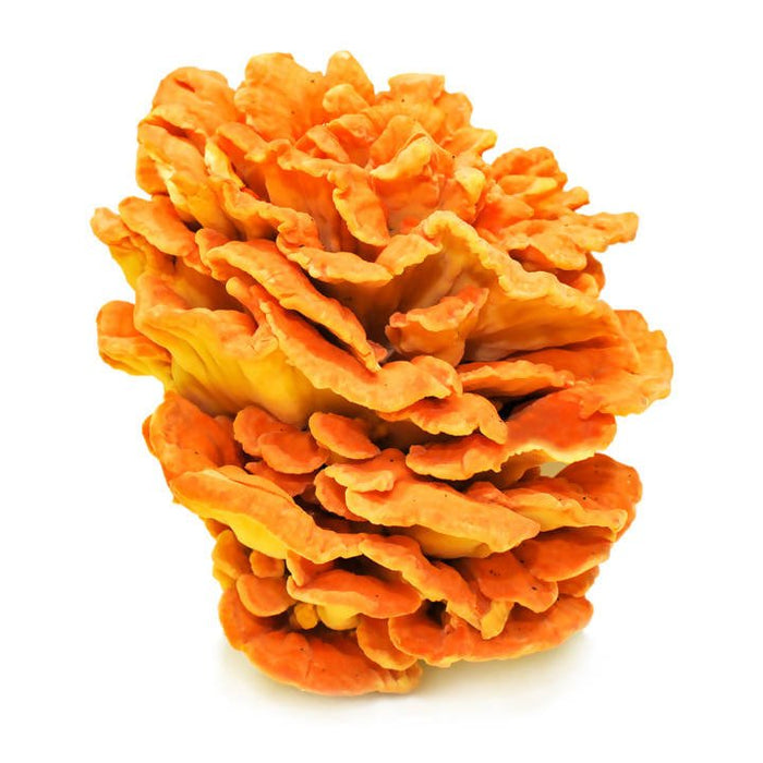 The Mushroom Hub - Dried Wild Mushrooms Assortment - Dried Wild Mushrooms | Delivery near me in ... Farm2Me #url#