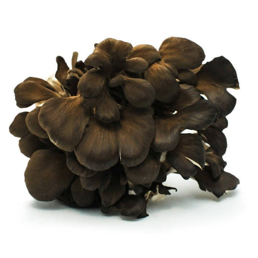 The Mushroom Hub - Kuro Maitake - Fresh Exotic Certified Organic Kuro Maitake | Delivery near me in ... Farm2Me #url#