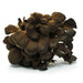 The Mushroom Hub - Kuro Maitake - Fresh Exotic Certified Organic Kuro Maitake | Delivery near me in ... Farm2Me #url#