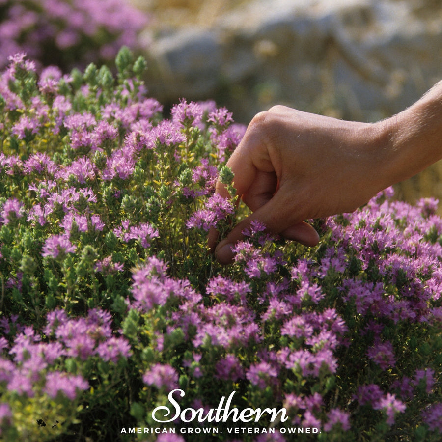 Wild Thyme – 250 Seeds
