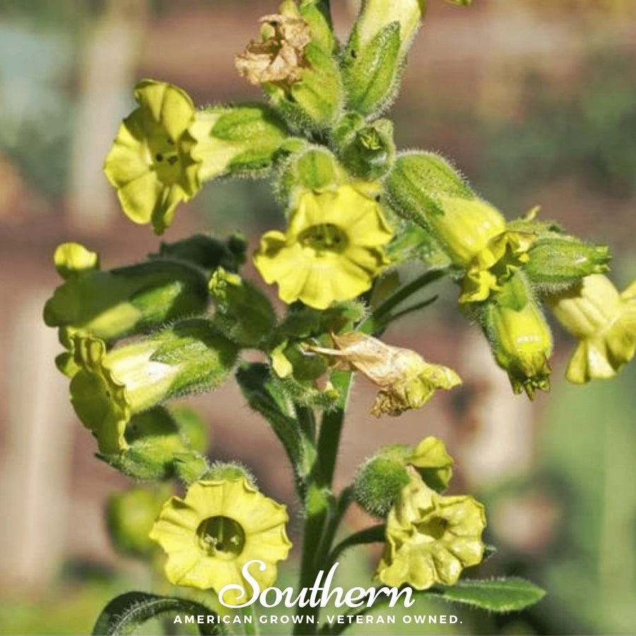 Hopi Tobacco – 100 Seeds