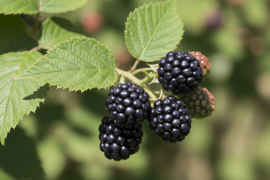 Blackberry Grow Kit