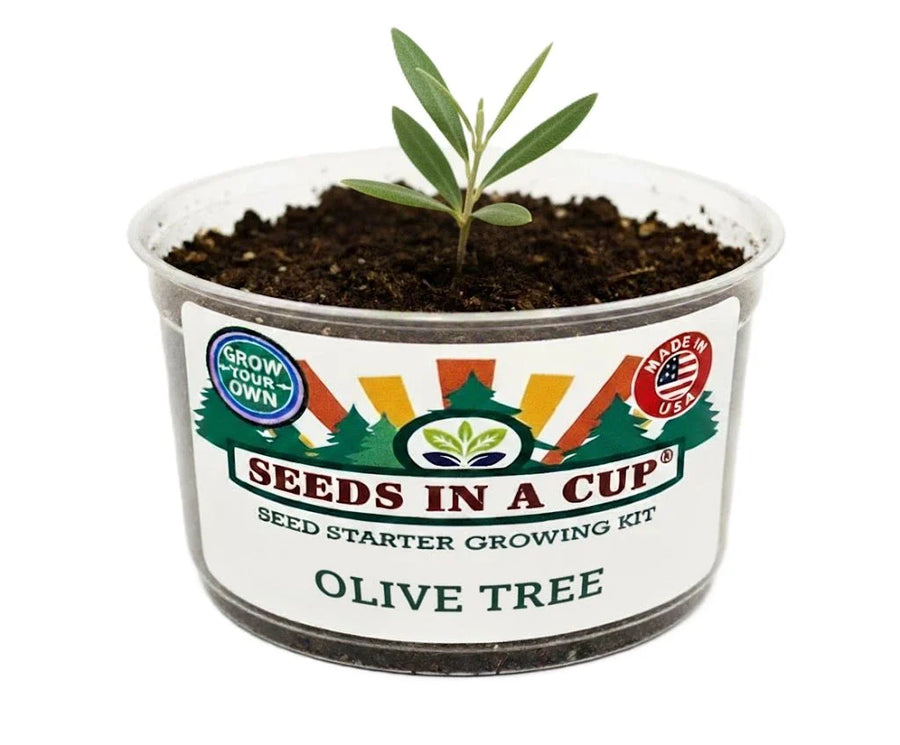 Olive Tree Grow Kit | Seeds In A Cup®