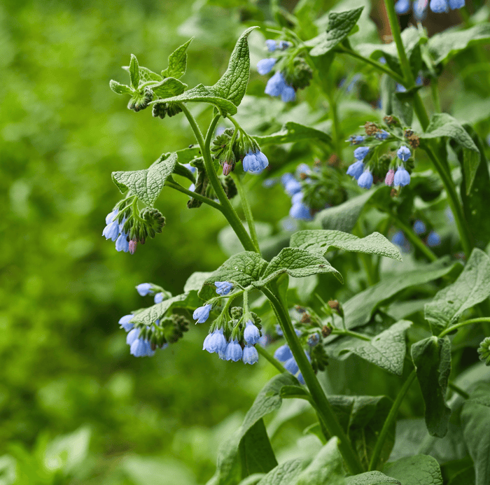 True Comfrey – 20 Seeds