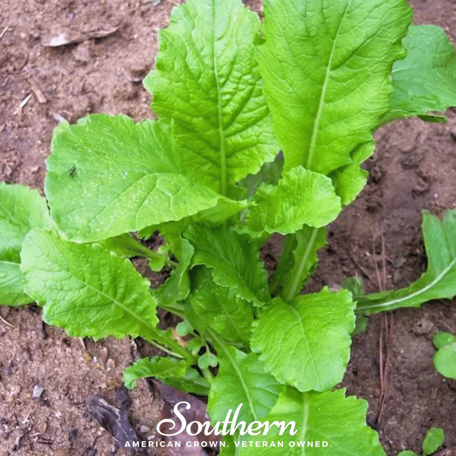 Seven Top Turnip – 100 Seeds