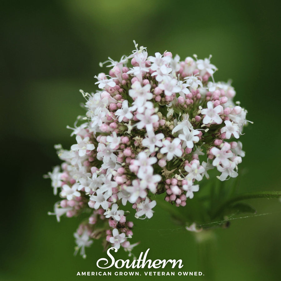 Valerian – 100 Seeds