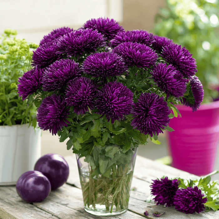 Violet Gremlin Aster – 50 Seeds