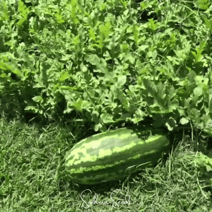 Congo Watermelon – 25 Seeds