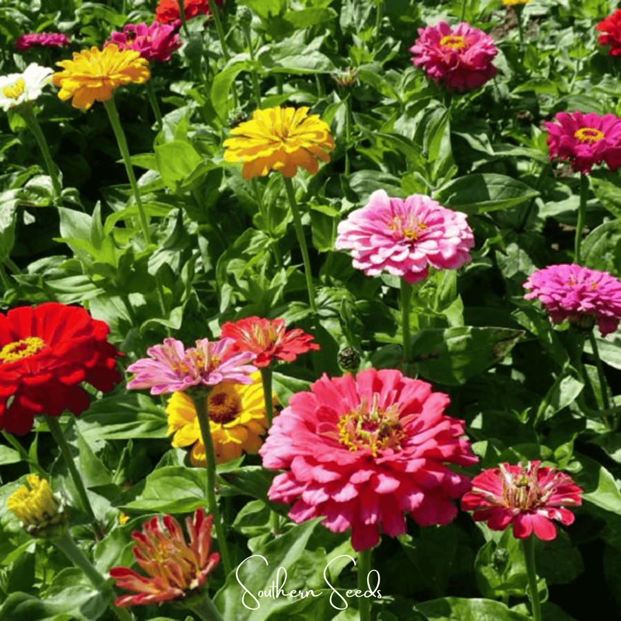 Dahlia Flowered Zinnia – 100 Seeds